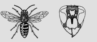 Guêpe des buissons. Identification. Cliquer pour agrandir l'image.