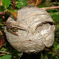 Guêpe des buissons. Cliquer pour agrandir l'image. Guêpe des buissons. Cliquer pour agrandir l'image.