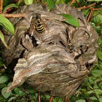Guêpe des buissons. Cliquer pour agrandir l'image. Guêpe des buissons. Cliquer pour agrandir l'image.