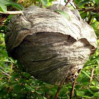 Guêpe des buissons. Cliquer pour agrandir l'image. Guêpe des buissons. Cliquer pour agrandir l'image.