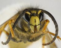 Guêpe des buissons. Face. Cliquer pour agrandir l'image.