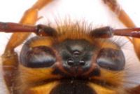 Guêpe des buissons. Face. Cliquer pour agrandir l'image.