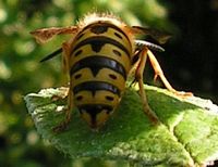Guêpe germanique. Reine sur prunier. Cliquer pour agrandir l'image.