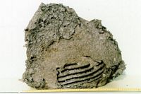 Guêpe germanique. Nid. Cliquer pour agrandir l'image.