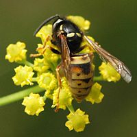 Guêpe rousse. Cliquer pour agrandir l'image.
