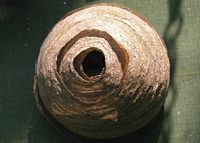 Guêpe saxonne. Nid. Cliquer pour agrandir l'image.
