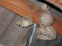 Guêpe saxonne. Nid. Cliquer pour agrandir l'image.