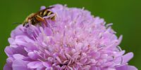 Halictus scabiosae. Villars. Cliquer pour agrandir l'image.