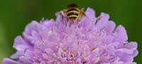 Halictus scabiosae. Villars. Cliquer pour agrandir l'image.