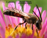 Halictus scabiosae. Mâle. Cliquer pour agrandir l'image.