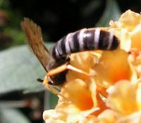 Halictus scabiosae. Mâle. Cliquer pour agrandir l'image.