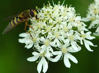 Halictus scabiosae. Villars. Cliquer pour agrandir l'image.