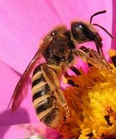 Halictus sexcinctus. Femelle. Cliquer pour agrandir l'image.