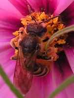 Halictus sexcinctus. Femelle. Cliquer pour agrandir l'image.
