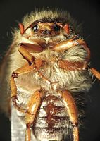 Hanneton de la Saint-Jean. Thorax et abdomen. Cliquer pour agrandir l'image.
