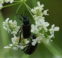 Hanneton des jardins. Sauterre. Cliquer pour agrandir l'image.