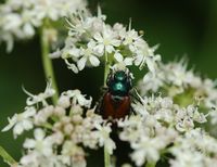 Hanneton des jardins. Narse d'Espinasse. Cliquer pour agrandir l'image.