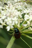 Hanneton des jardins. Narse d'Espinasse. Cliquer pour agrandir l'image.