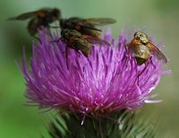 Helina impuncta. Femelle, Les Roches. Cliquer pour agrandir l'image.