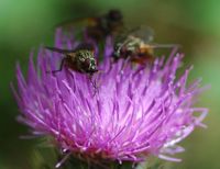 Helina impuncta. Femelle, Les Roches. Cliquer pour agrandir l'image.