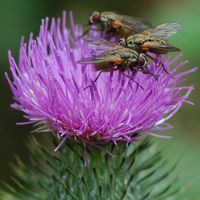 Helina impuncta. Femelle, Les Roches. Cliquer pour agrandir l'image.