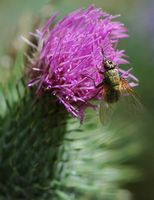 Helina impuncta. Femelle, Les Roches. Cliquer pour agrandir l'image.