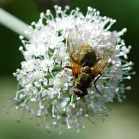 Helina sp. Sauterre. Cliquer pour agrandir l'image.
