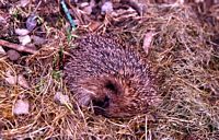Hérisson d'Europe. Mourant dans notre jardin. Cliquer pour agrandir l'image.
