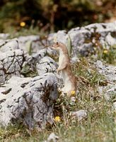 Hermine. Cliquer pour agrandir l'image.