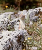 Hermine. Cliquer pour agrandir l'image.