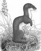 Hermine. Dessin noir et blanc. Cliquer pour agrandir l'image.