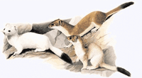 Hermine. Dessin. Cliquer pour agrandir l'image.