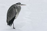 Héron cendré. En hiver. Cliquer pour agrandir l'image.