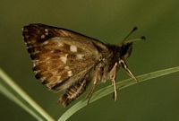 Hespérie de l'alcée. Mâle. Cliquer pour agrandir l'image.