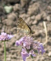 Hespérie de l'alcée. Cliquer pour agrandir l'image.
