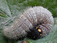 Hespérie de l'alcée. Chenille. Cliquer pour agrandir l'image.