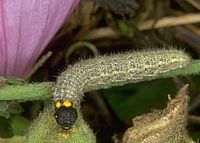 Hespérie de l'alcée. Chenille. Cliquer pour agrandir l'image.