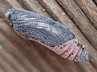Hespérie de l'alcée. Chrysalide. Cliquer pour agrandir l'image.