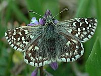 Hespérie de la mauve. Cliquer pour agrandir l'image.