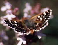 Hespérie des sanguisorbes. Cliquer pour agrandir l'image.