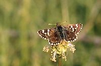 Hespérie des sanguisorbes. Cliquer pour agrandir l'image.