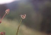 Hespérie des sanguisorbes. Cliquer pour agrandir l'image.