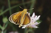 Hespérie du chiendent. Femelle. Cliquer pour agrandir l'image.