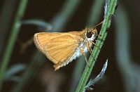 Hespérie du chiendent. Cliquer pour agrandir l'image.
