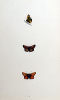 Hespérie du chiendent. Planche d'identification Morris. Cliquer pour agrandir l'image.