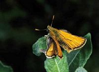 Hespérie du dactyle. Cliquer pour agrandir l'image.