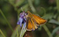 Hespérie du dactyle. Cliquer pour agrandir l'image.