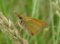 Hespérie du dactyle. Cliquer pour agrandir l'image.
