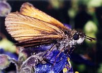 Hespérie du dactyle. Cliquer pour agrandir l'image.