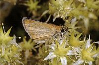 Hespérie du dactyle. Cliquer pour agrandir l'image.